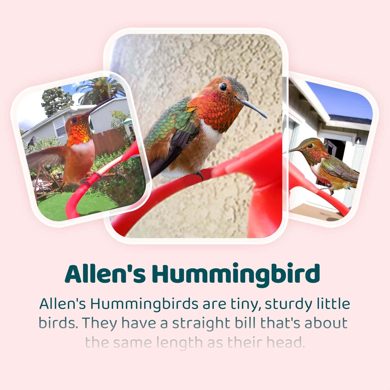 AI Bird Recognition Subscription Plans - Image 6