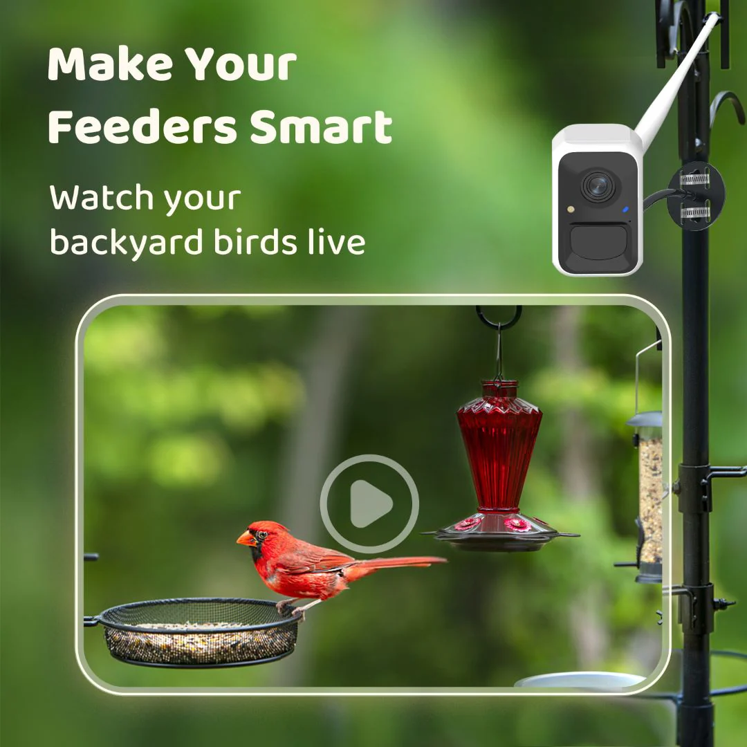 Birdfy Cam - Versatile Standalone Backyard Birdwatching Camera - Image 4
