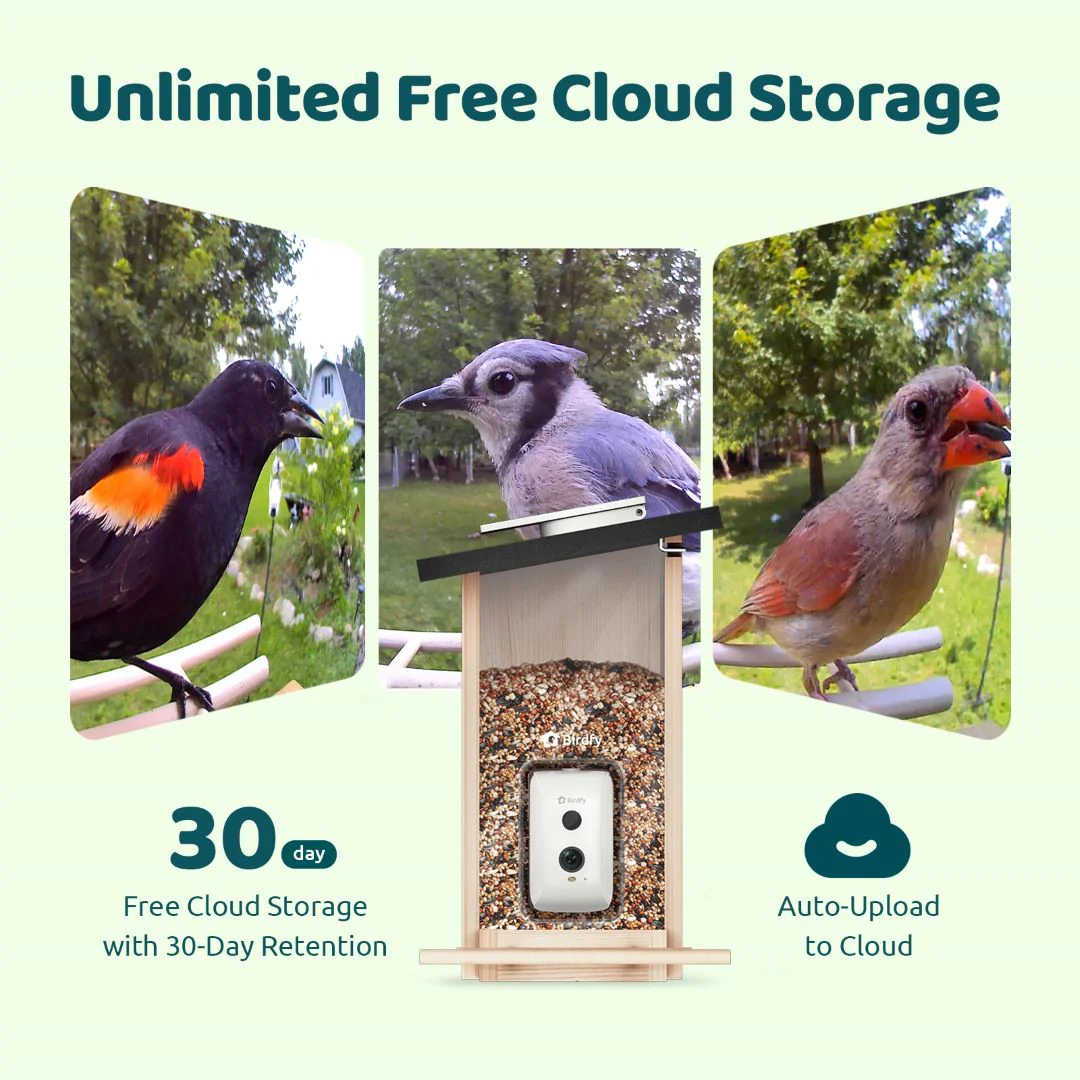 Birdfy Feeder Ebony - Wooden Smart Bird Feeder - Image 7