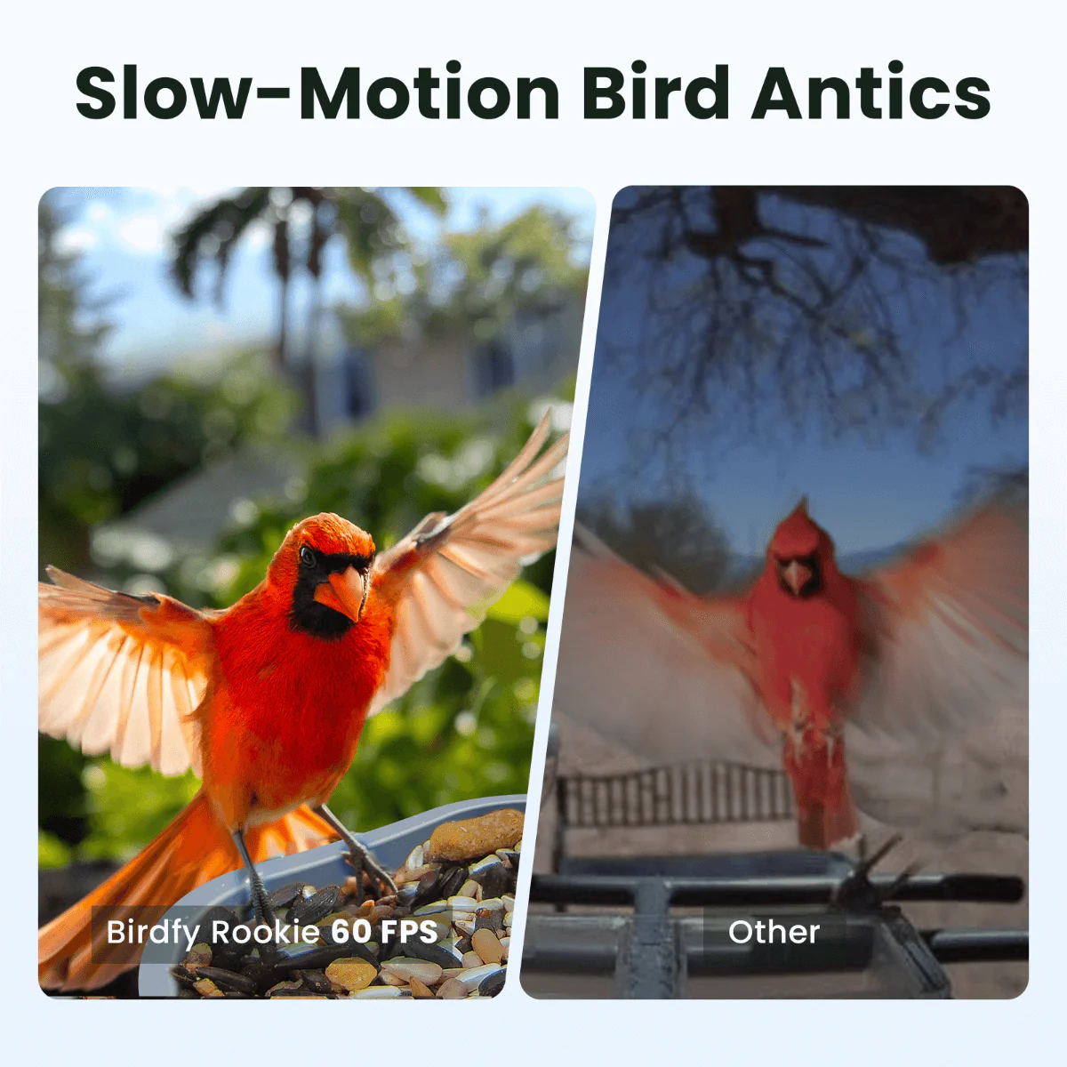 Birdfy Feeder Rookie - Beginner-Friendly Smart Bird Feeder Blue - Image 2
