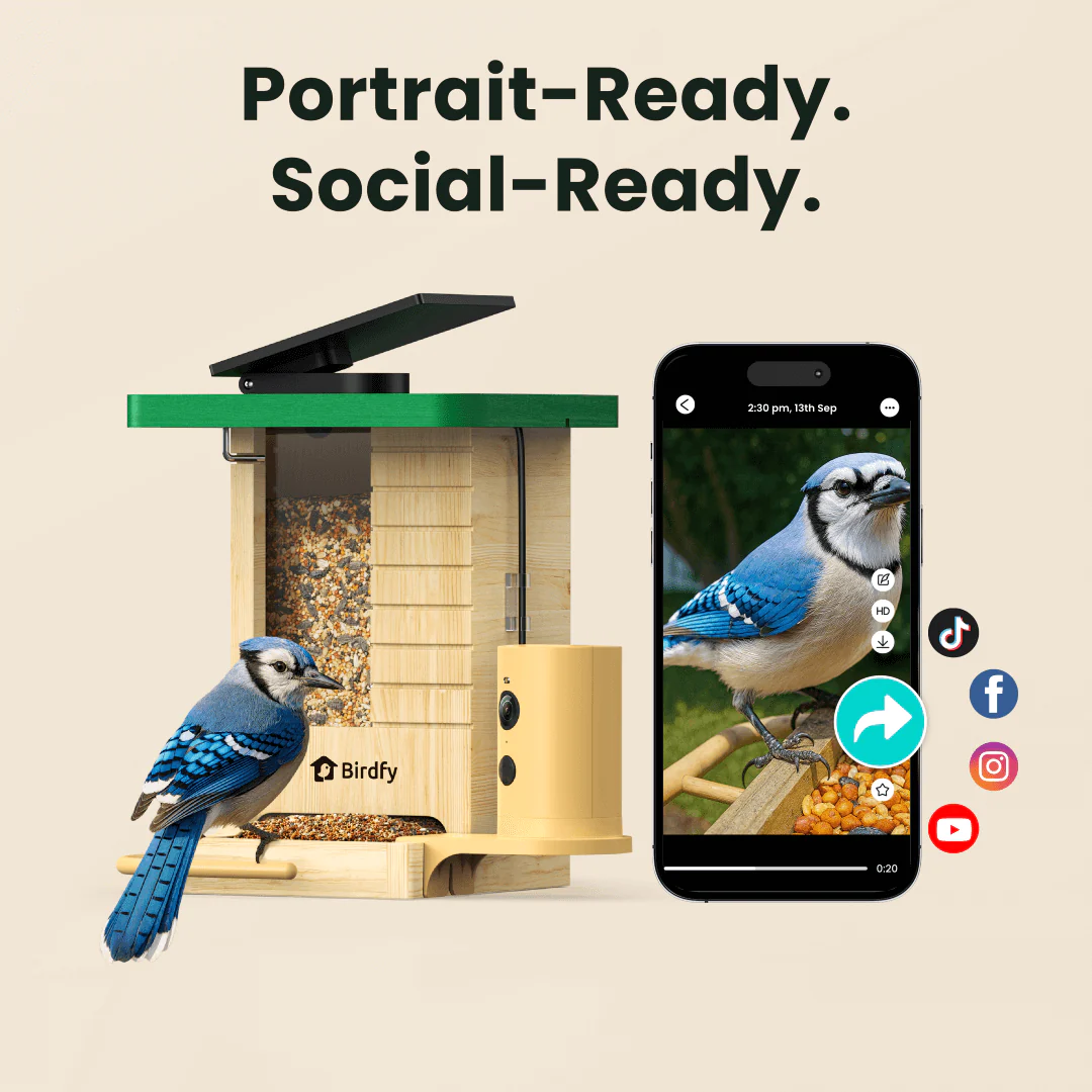 Birdfy Feeder Wood - Wooden Smart Bird Feeder with Camera - Image 2