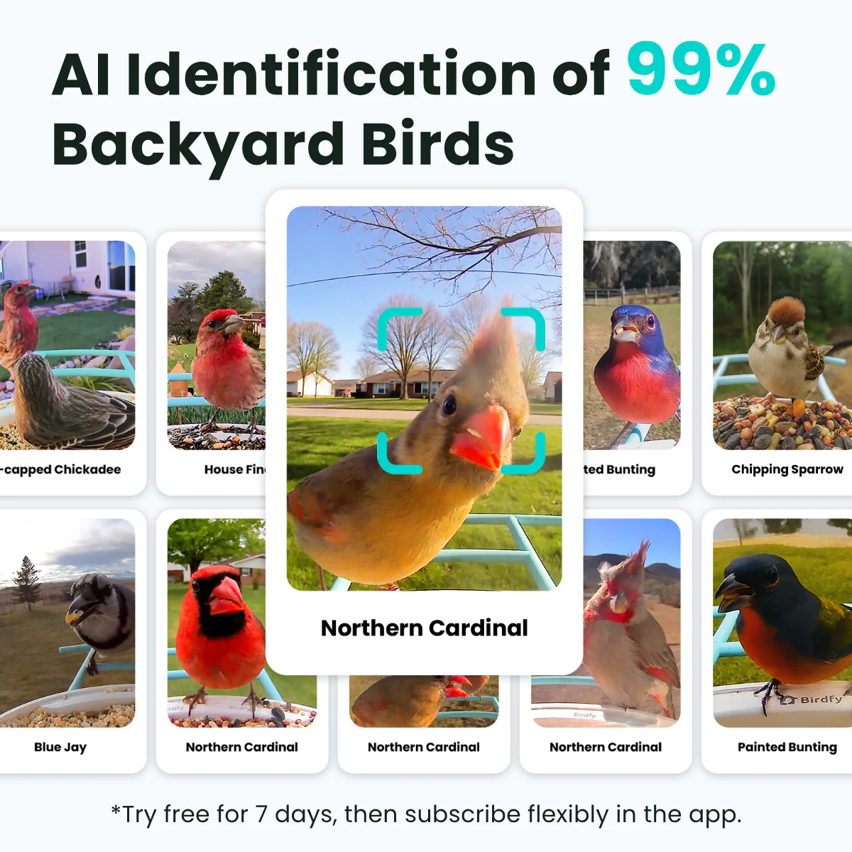 Birdfy Feeder - AI-Powered Smart Bird Feeder with Camera - Image 3