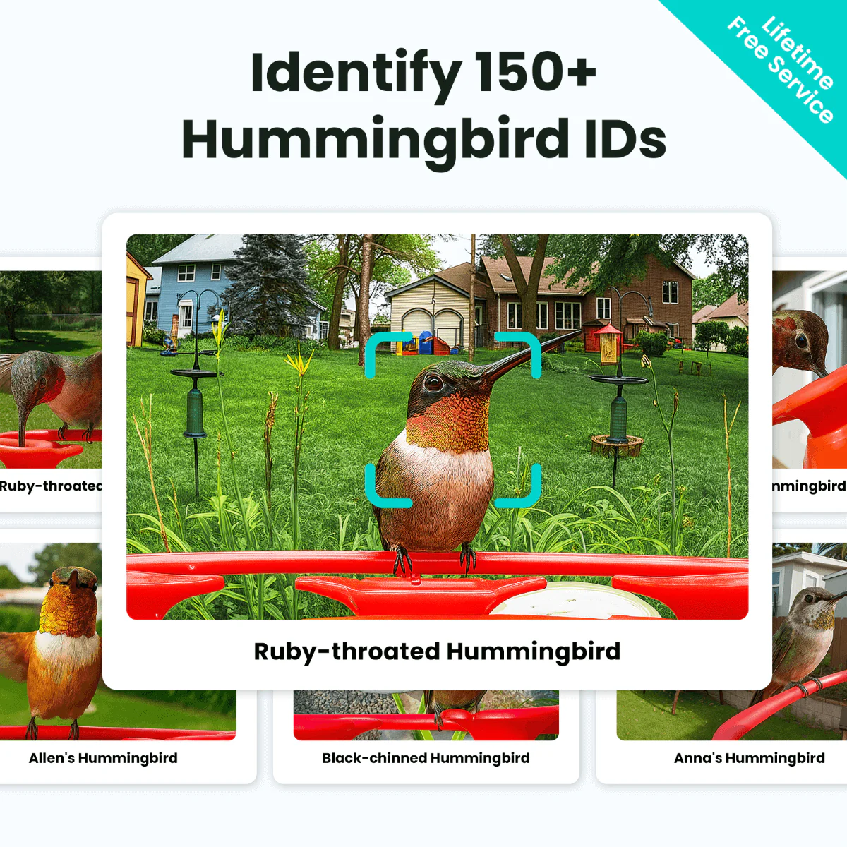 Birdfy Hum Feeder Duo - Hummingbird Feeder with Dual Camera - Image 4