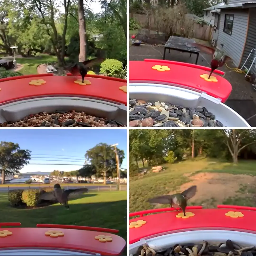 Birdfy Hummee Extension -  Hummingbird Feeder Extension - Image 3