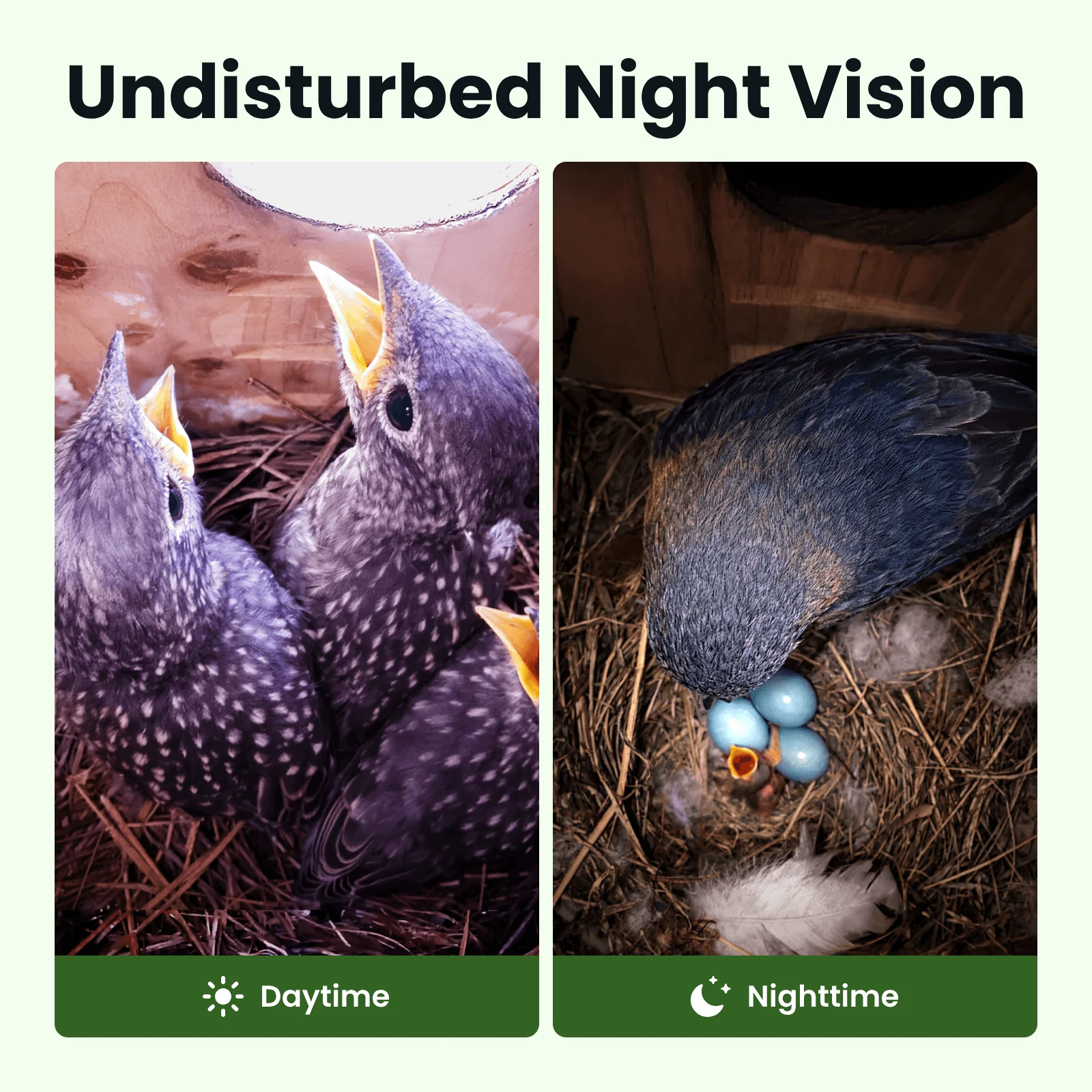 Birdfy Nest Cedar - Smart Bird House with Camera - Image 8