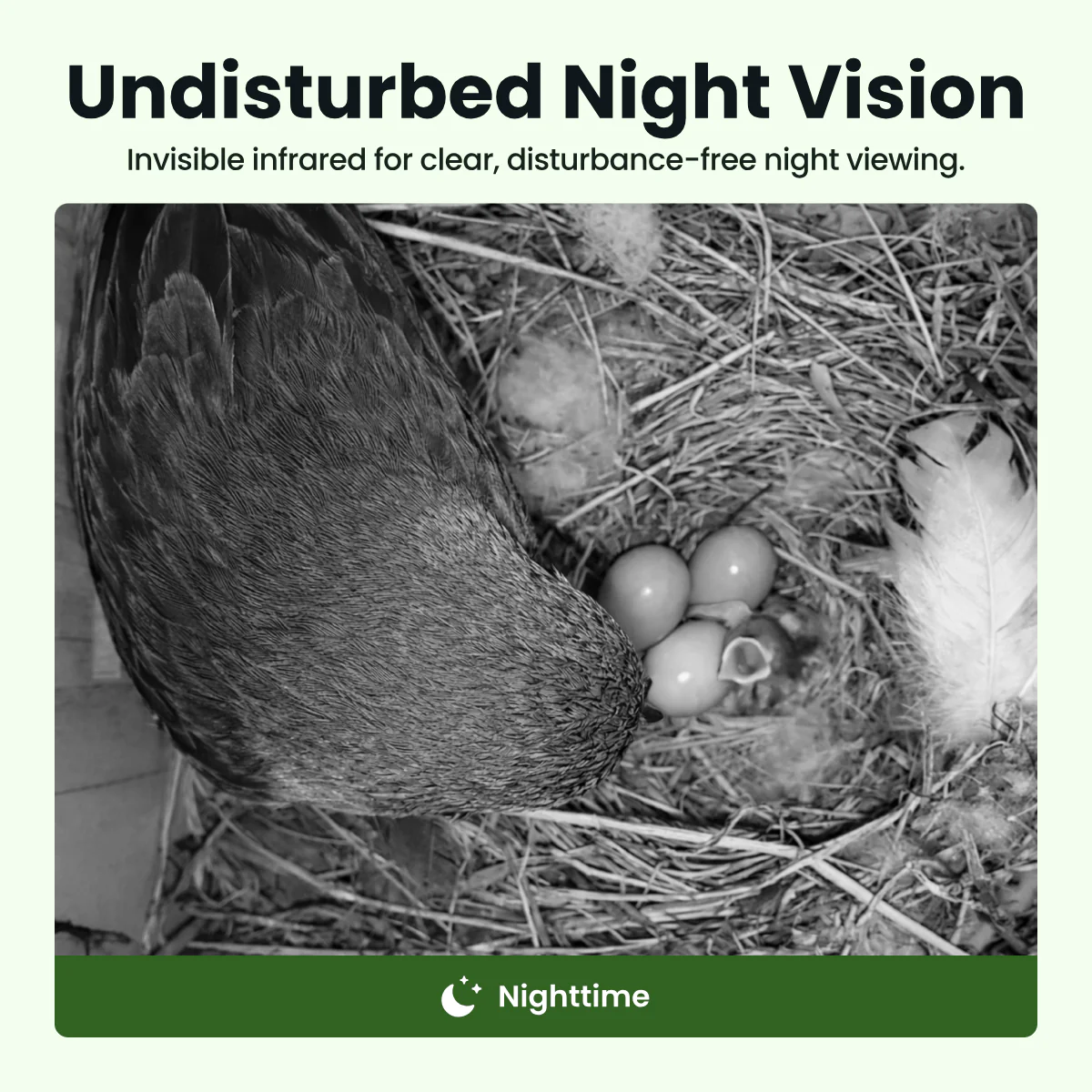 Birdfy Nest Cedar - Smart Bird House with Camera - Image 9