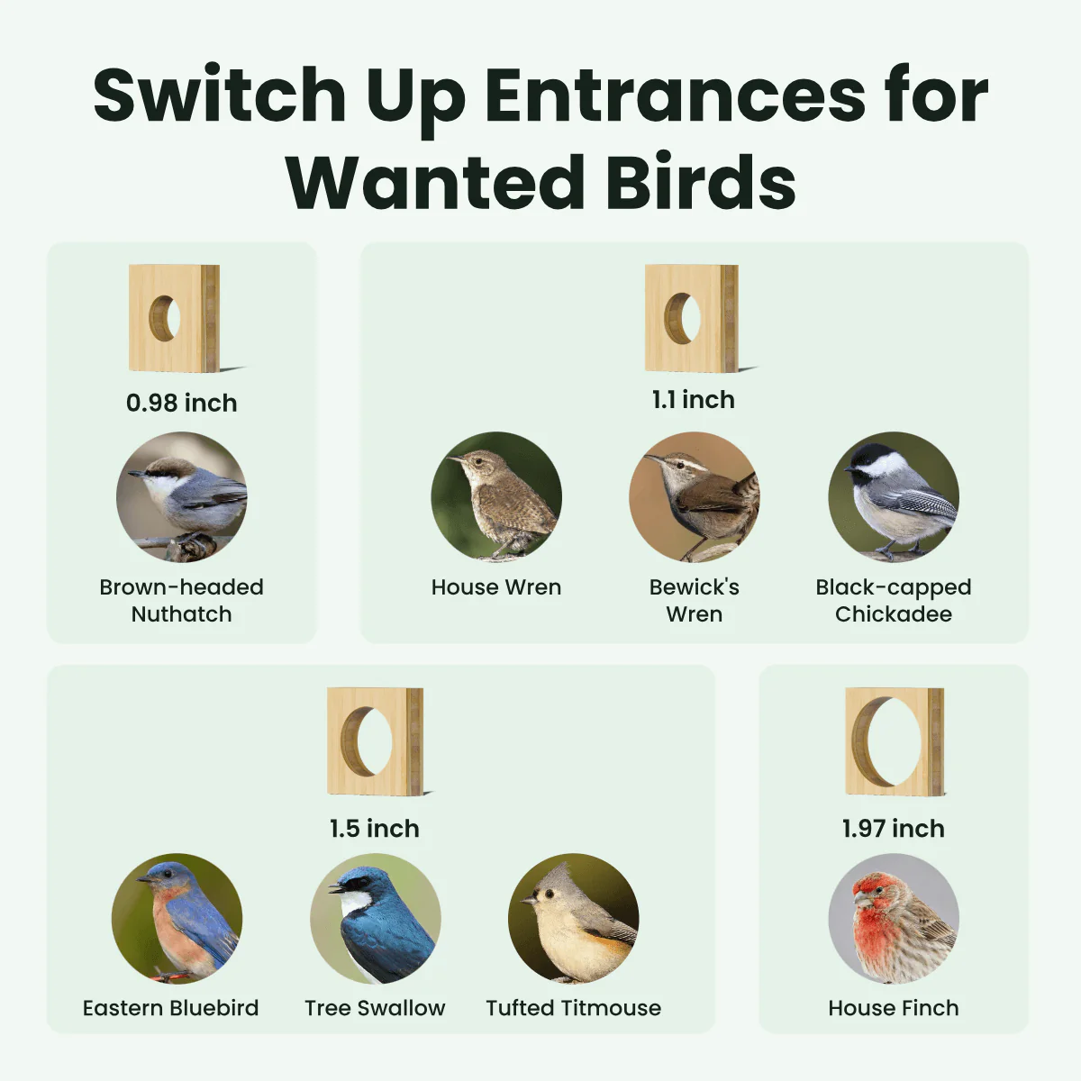 Birdfy Nest Duo - Smart Bird House with Dual Cameras - Image 10