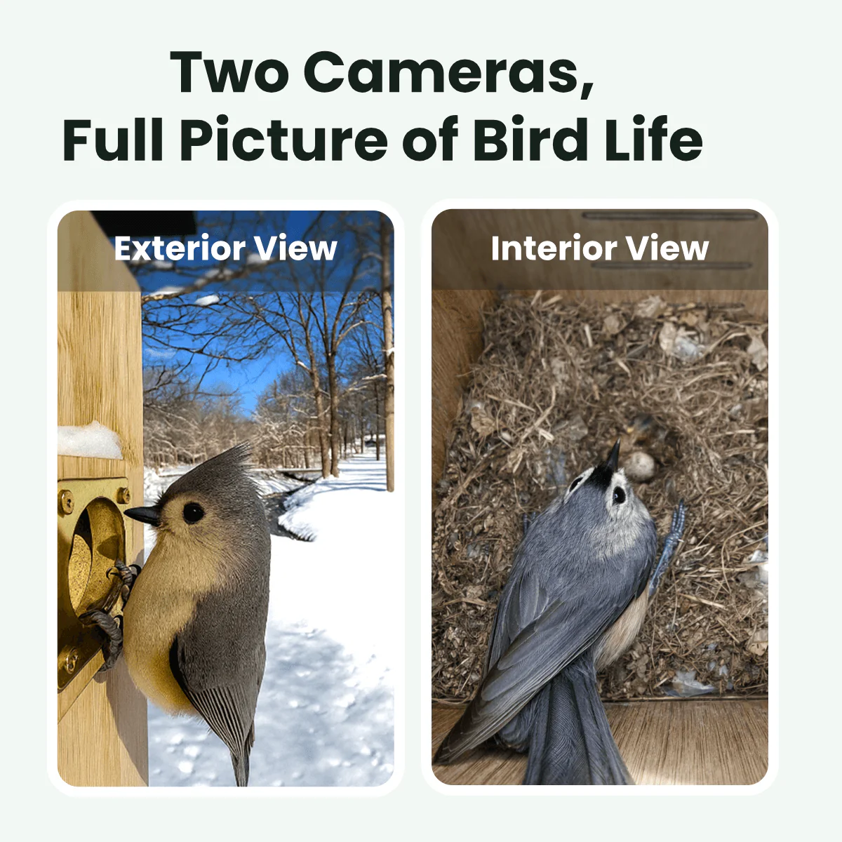 Birdfy Nest Duo - Smart Bird House with Dual Cameras - Image 3