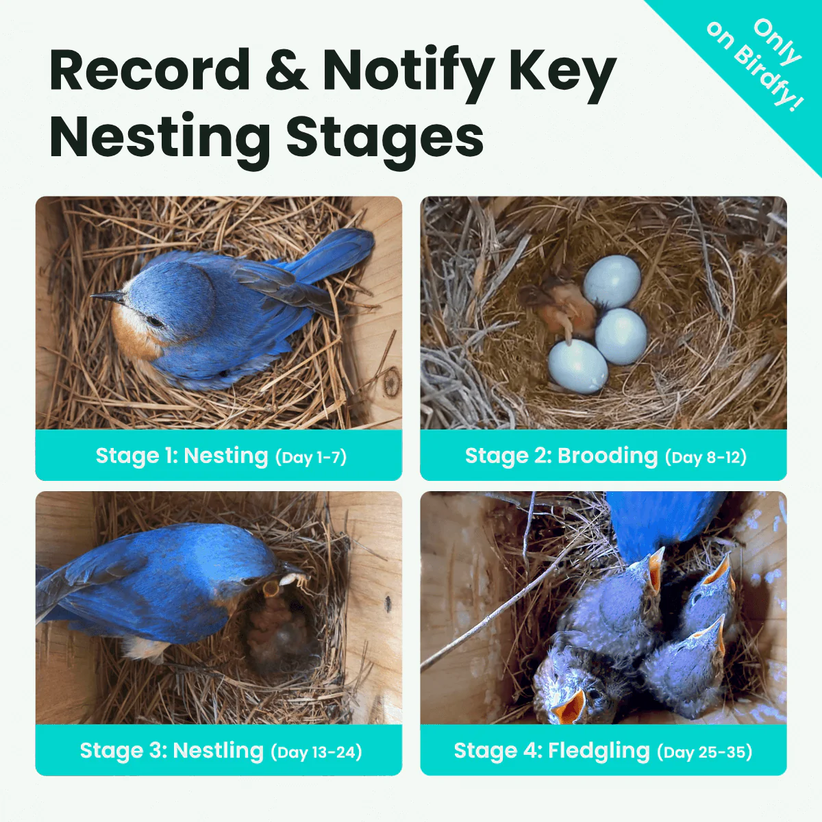 Birdfy Nest Duo - Smart Bird House with Dual Cameras - Image 4