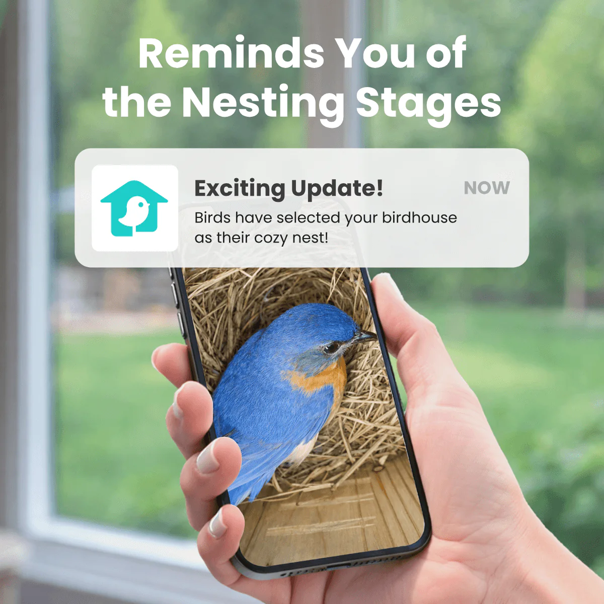 Birdfy Nest Duo - Smart Bird House with Dual Cameras - Image 5