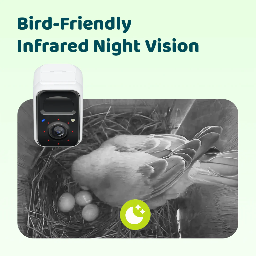 Birdfy Nest Polygon - Smart Birdhouse with Camera - Image 7