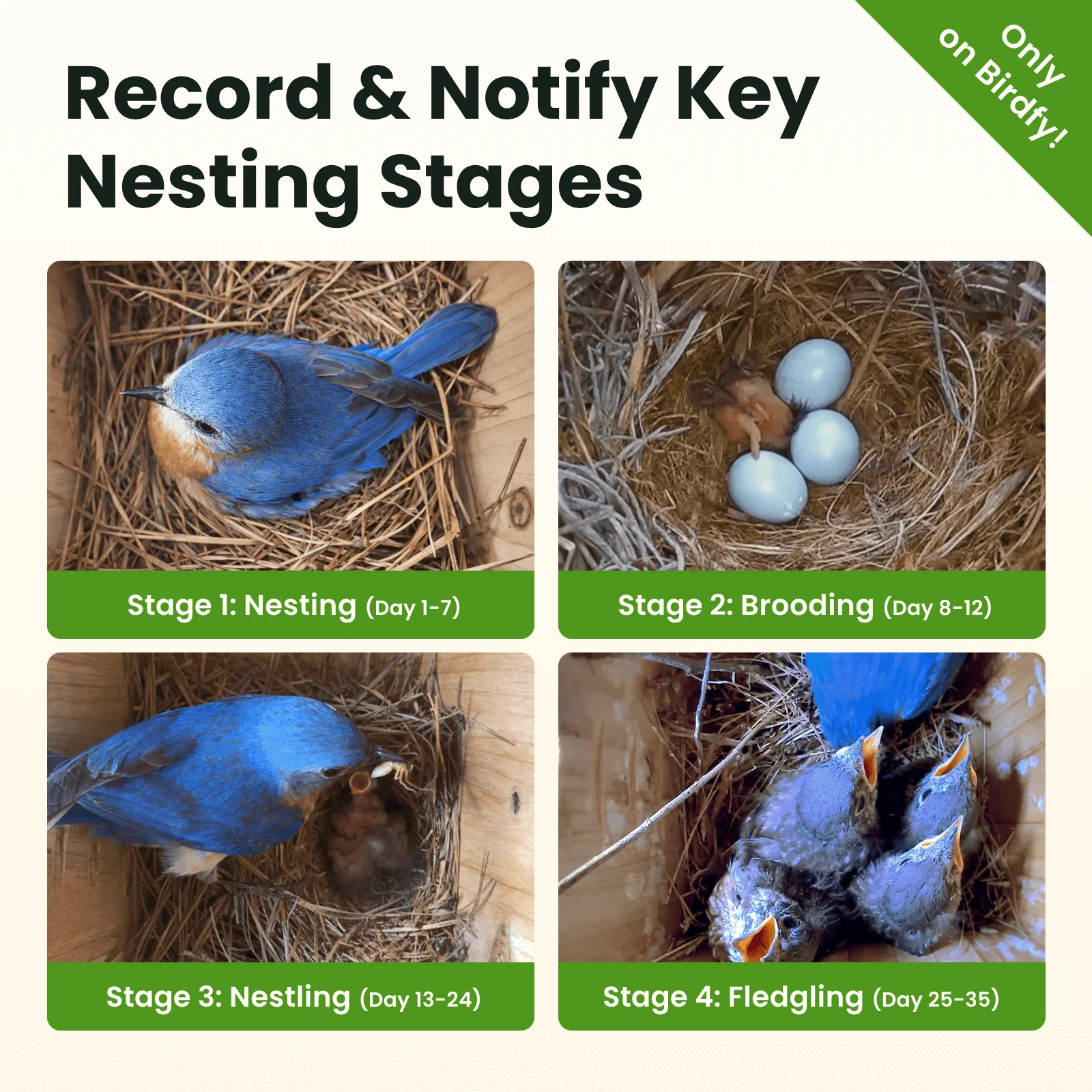 Birdfy Nest Wood - Wooden Smart Birdhouse with Camera - Image 4