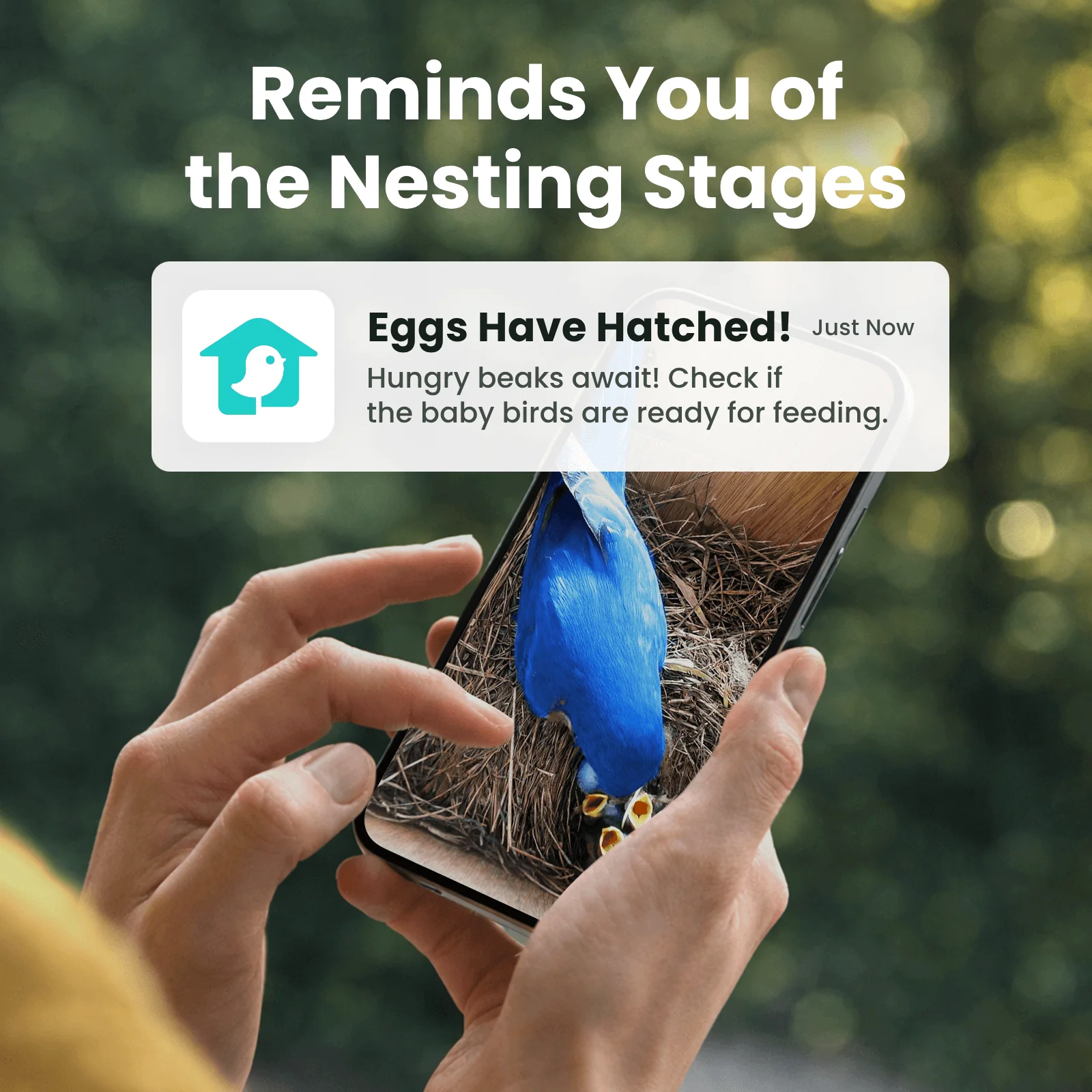 Birdfy Nest Wood - Wooden Smart Birdhouse with Camera - Image 5