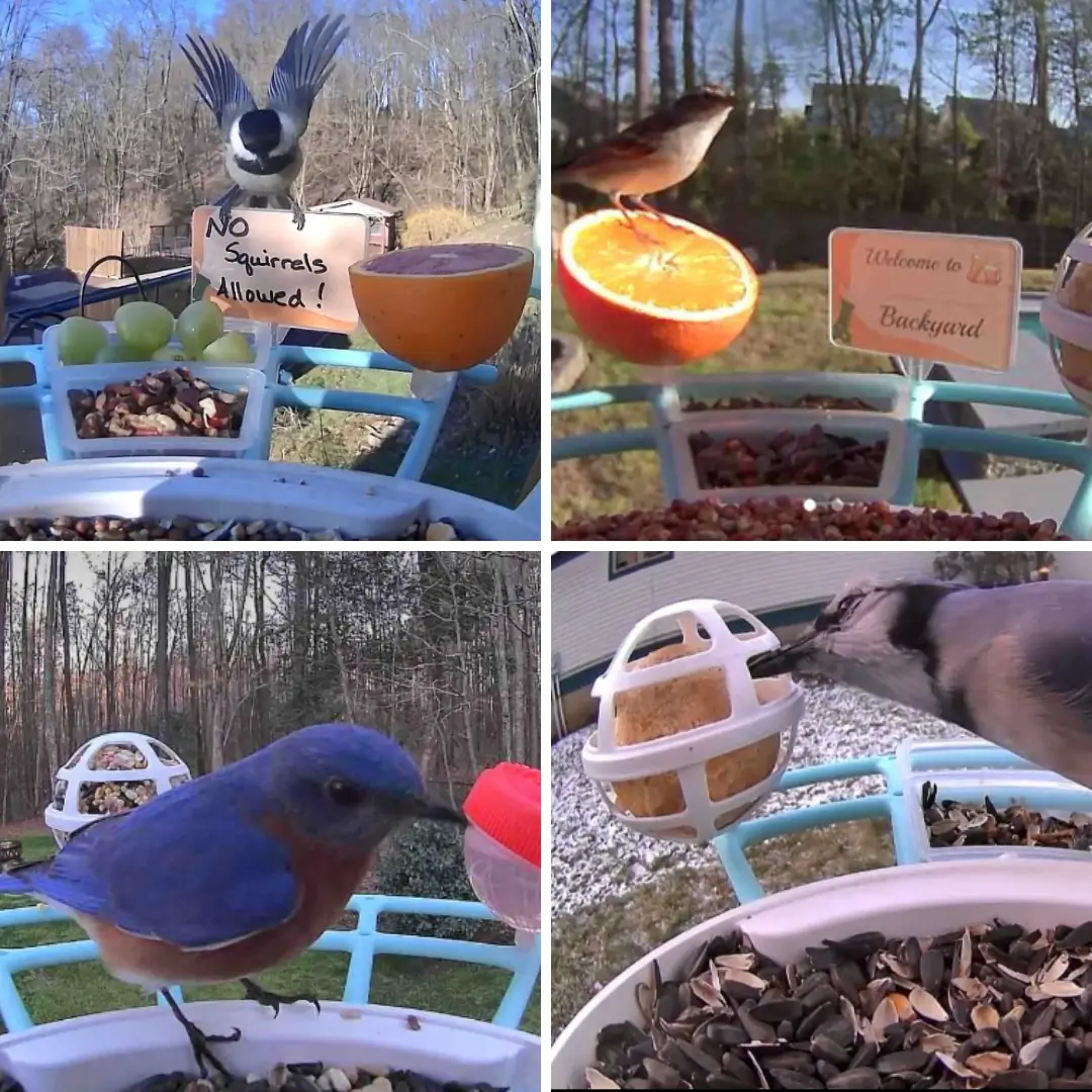 Birdfy Perch Pro Extension - Bird Feeder Extension - Image 3