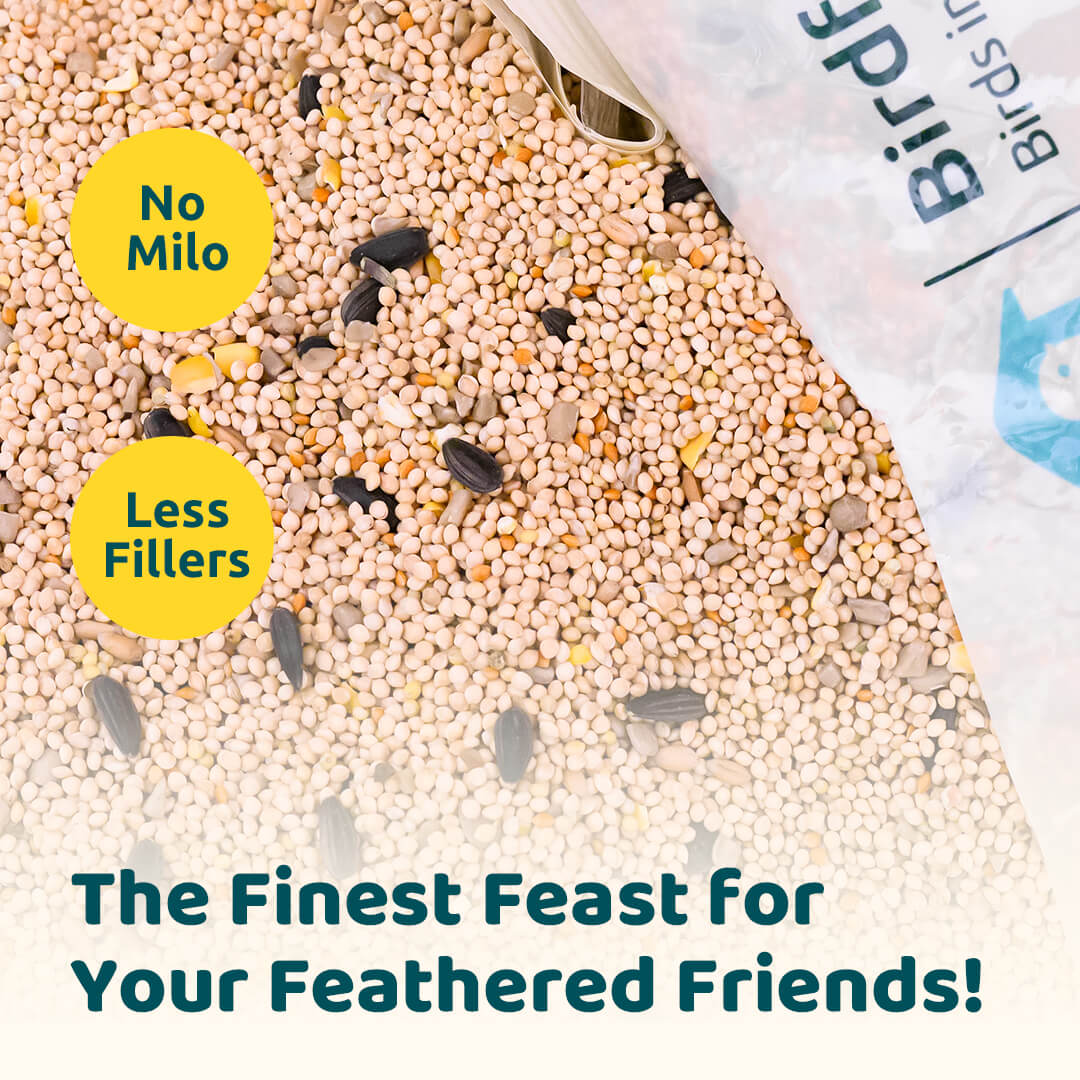 Birdfy Premium Wild Bird Seed (5lb) - Wild Bird Seed - Image 3